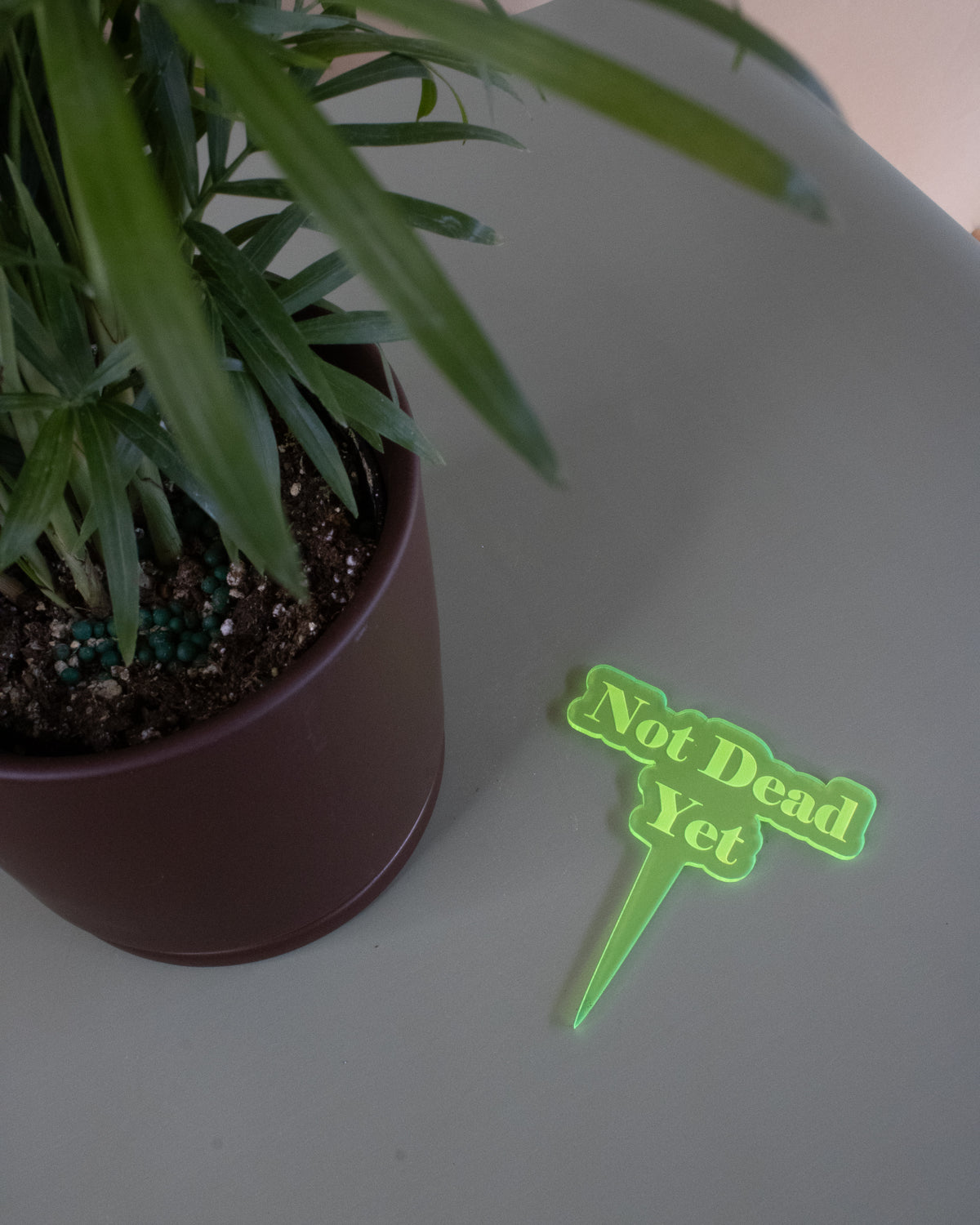 Not Dead Yet Plant Stake