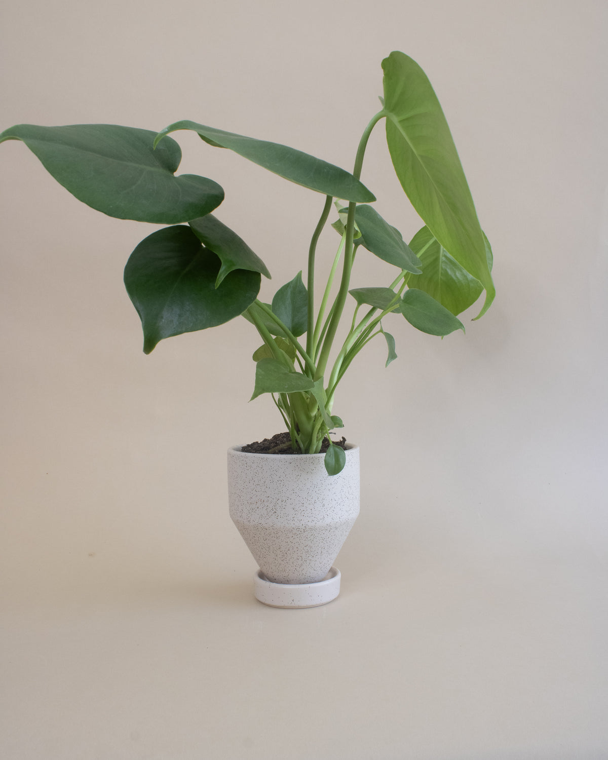 Swiss Cheese Plant (Monstera deliciosa)