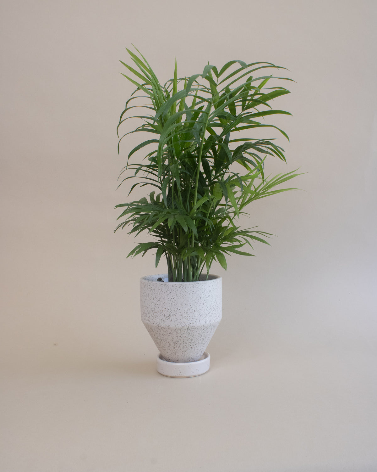 Air Purifying Plant