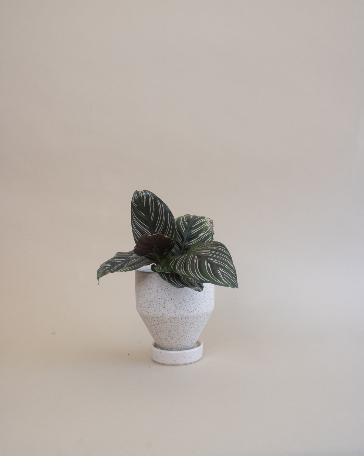 Pinstripe Plant (Calathea ornata)