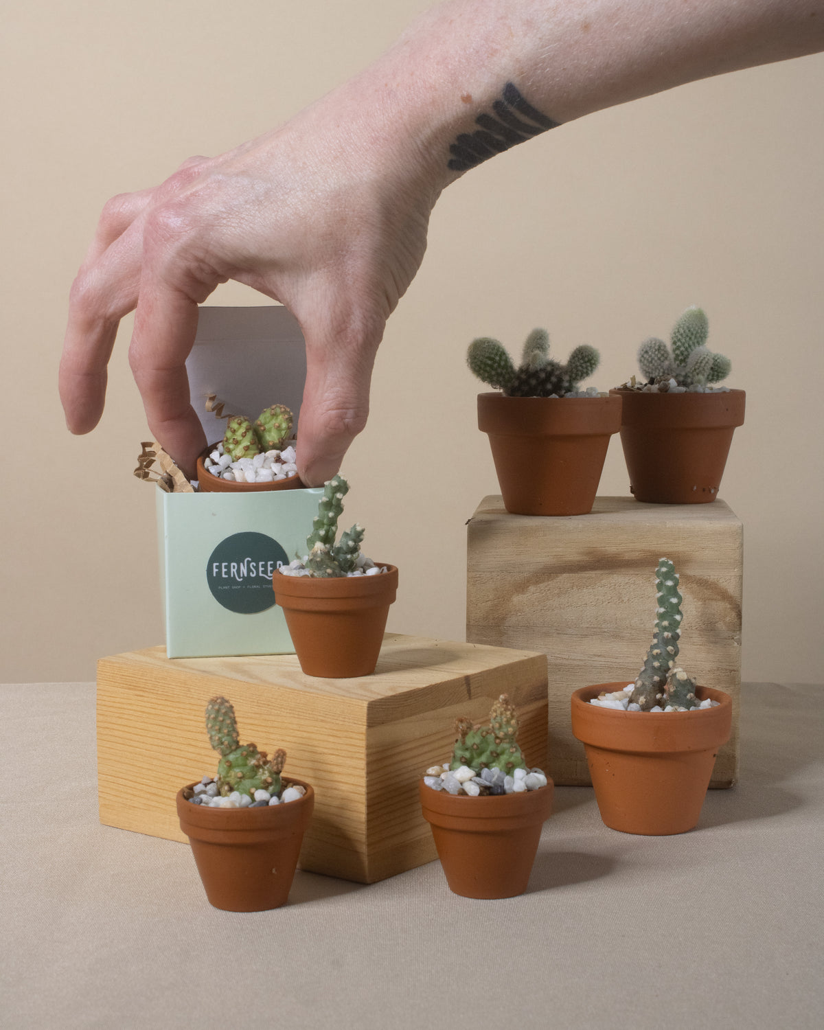 Tiny Potted Cactus