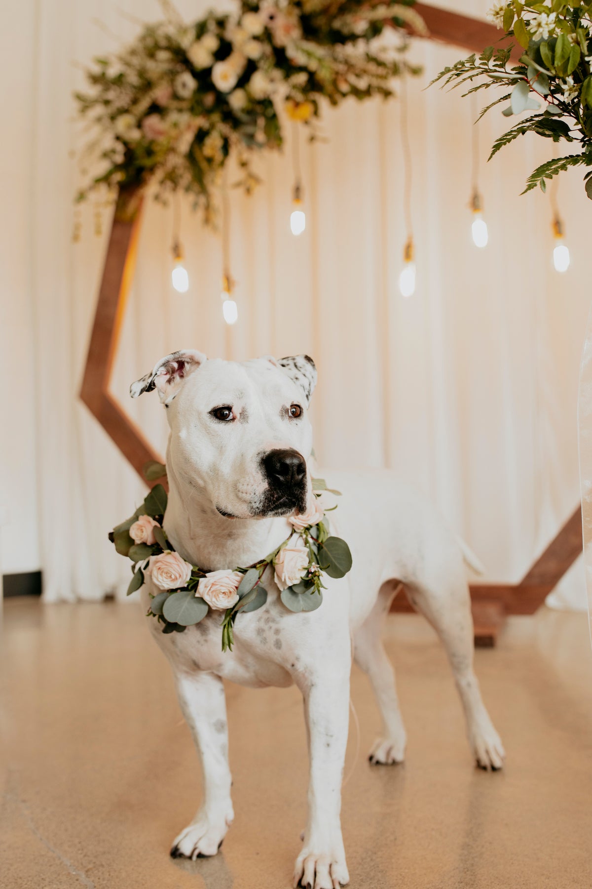 Pooch Petals