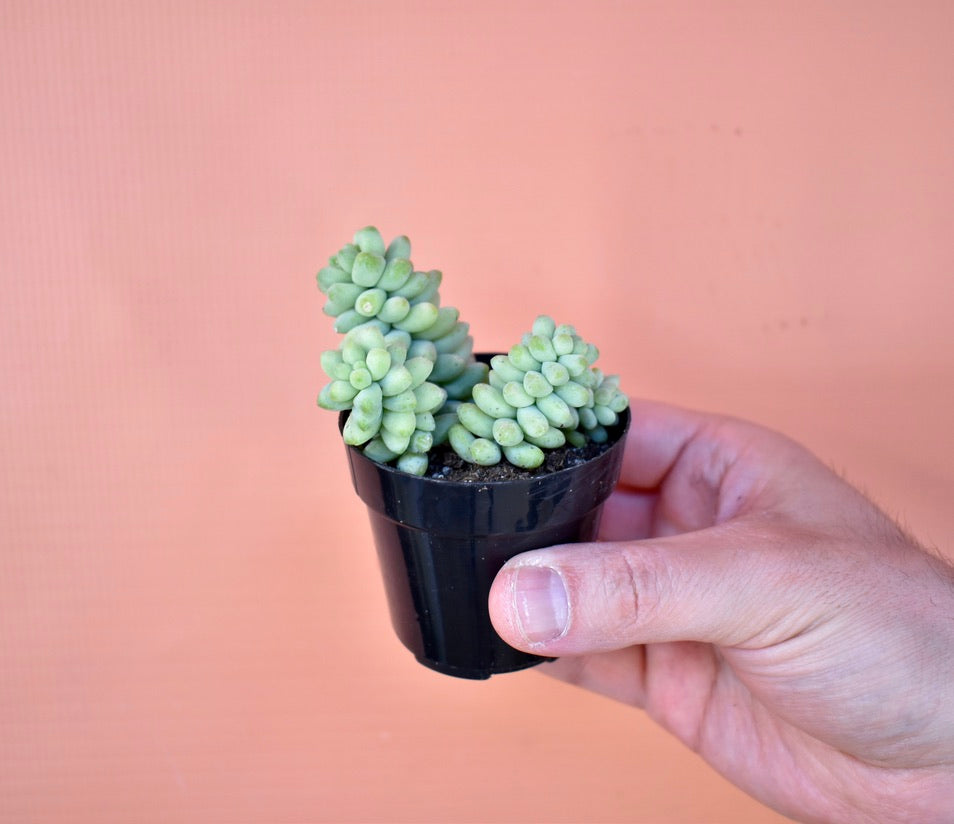 Sedum Morganianum 'Burrito'