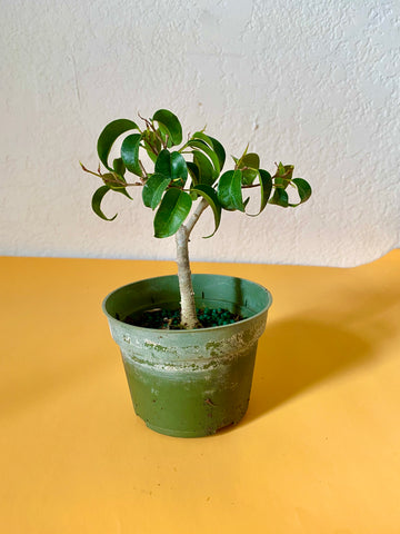 Ficus Benjamina