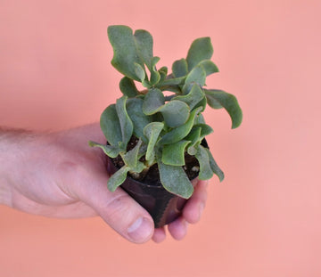 Ripple Jade (Crassula arborescens)