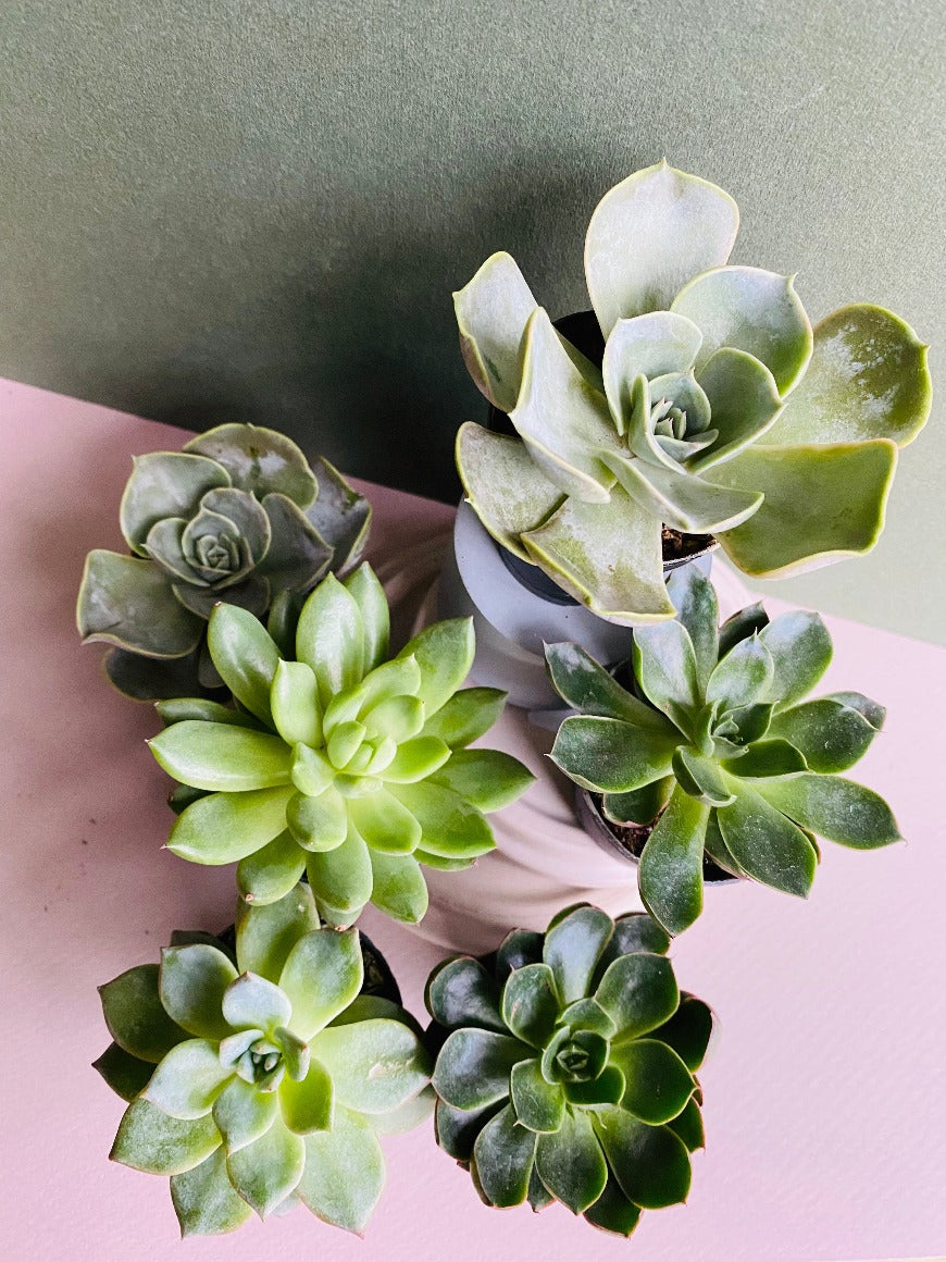 Succulent Assorted