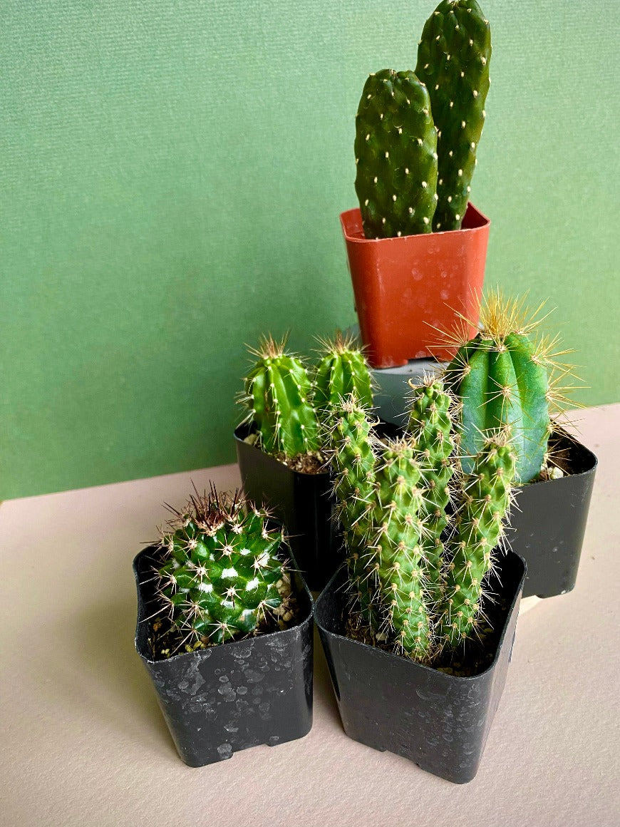 Cactus Assorted