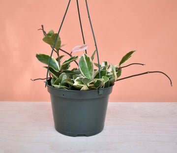 Hoya Carnosa variegata ‘Tricolor’