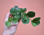 Peperomia Hope
