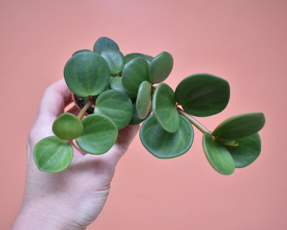 Peperomia Hope | Buy Online | Ship in the U.S. | The Fernseed