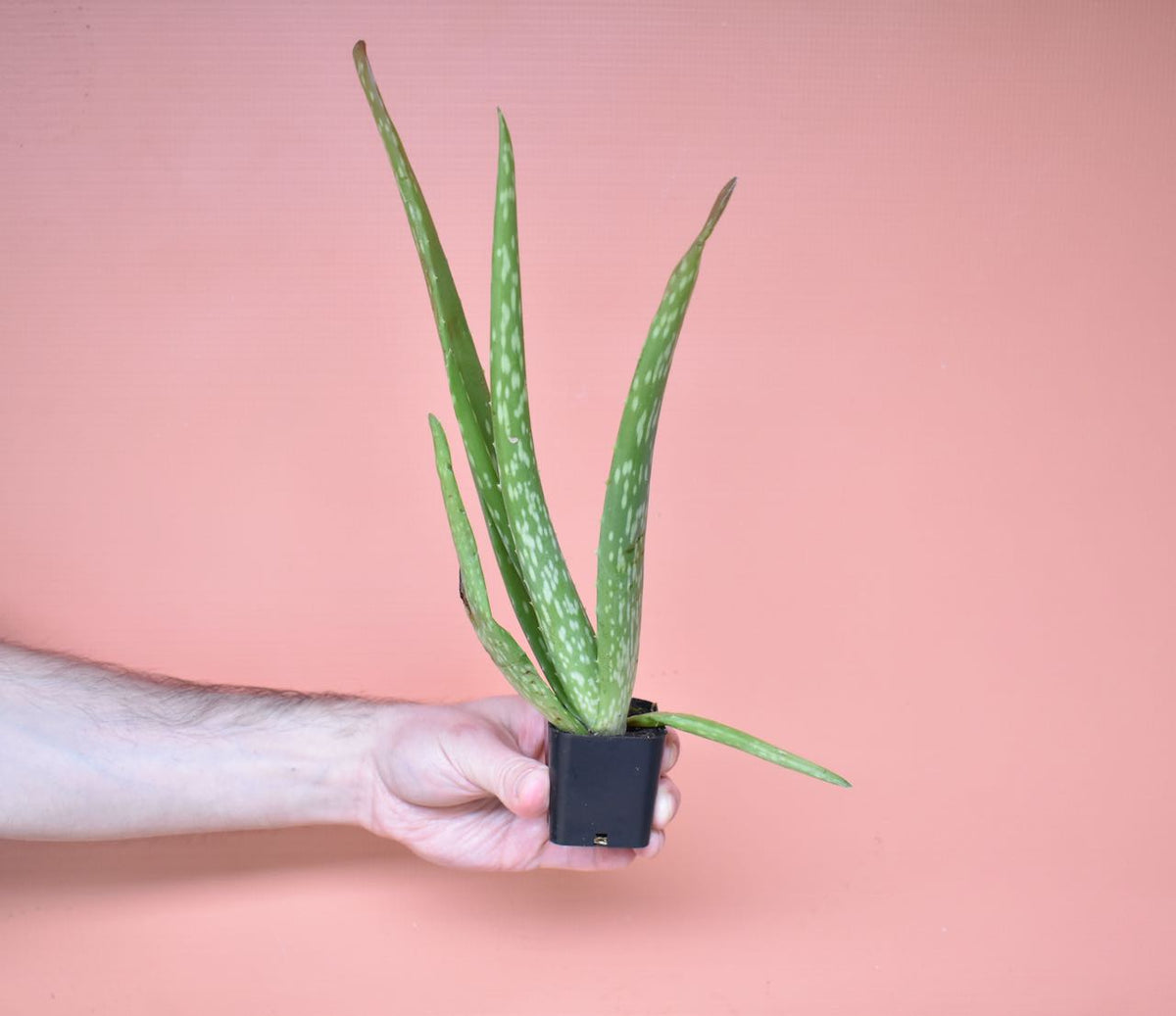 Hand holding medicinal Aloe Vera in 2-inch plastic grow pot in front of pink background.