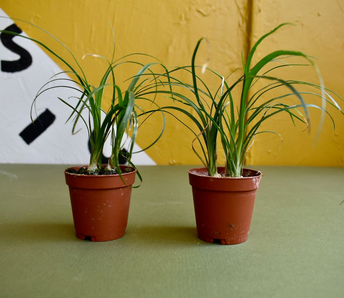 Two small ponytail palm house plants in brown plastic grow pots in front of a black, white, and gold painted background.