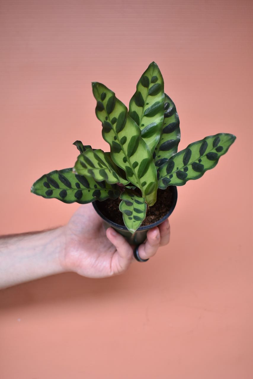 rattel snake plant The Plant Farm Calathea Lancifolia Rattlesnake, 4" Plant