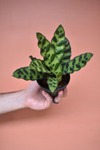 Calathea Lancifolia
