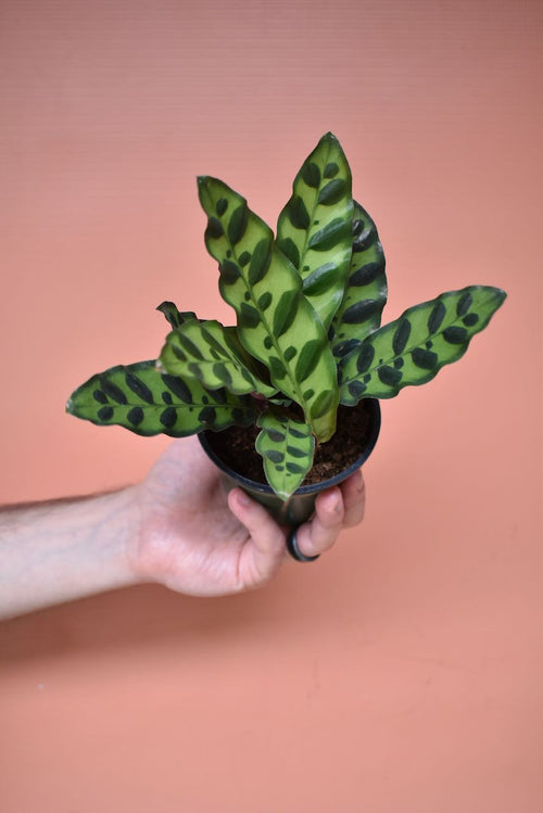 Calathea Lancifolia
