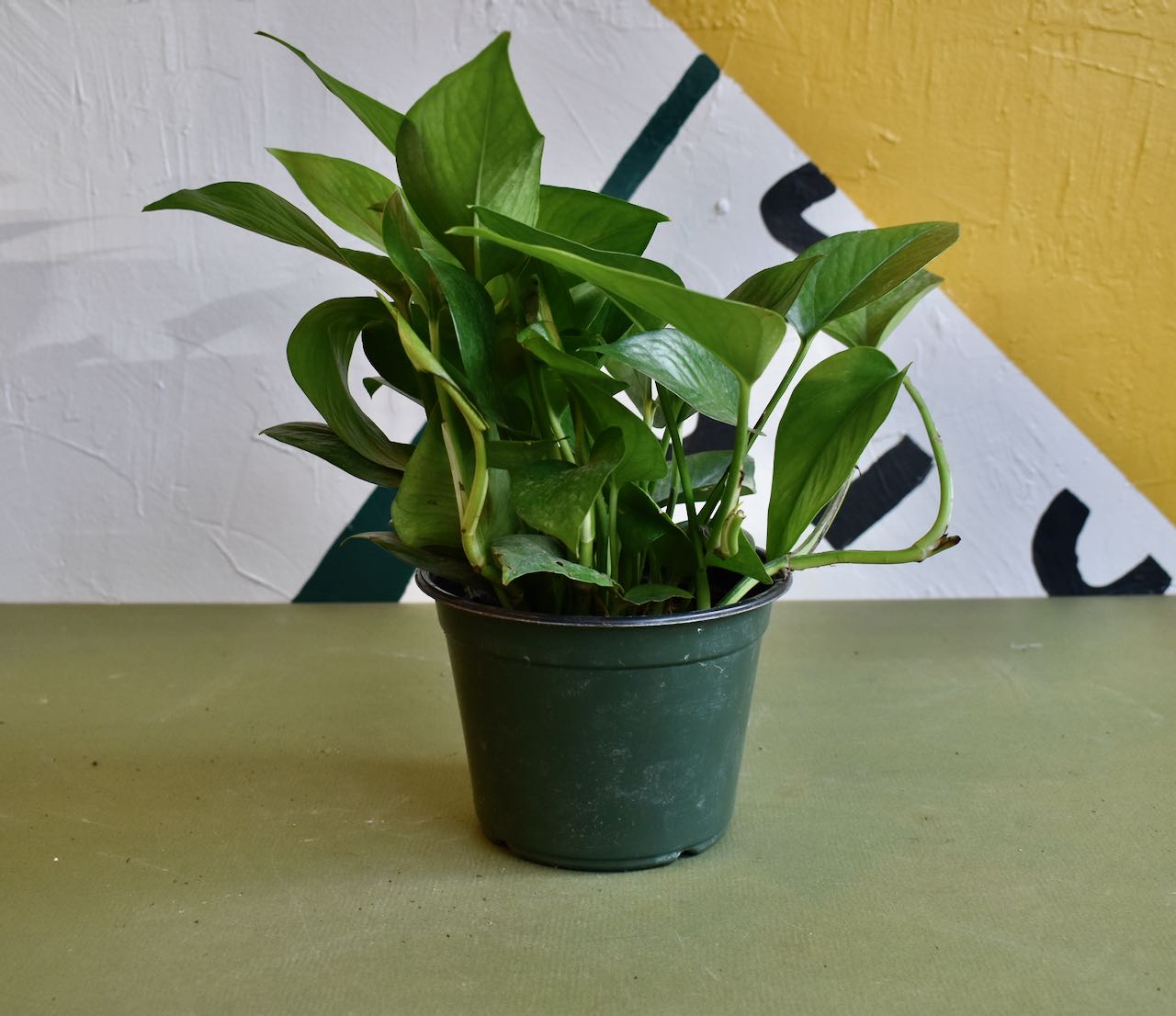 Epipremnum aureum 'Green Queen'