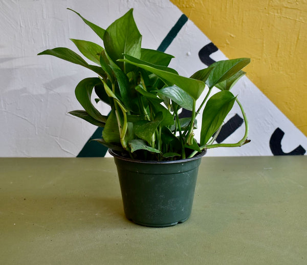 Epipremnum aureum 'Green Queen' – Fernseed
