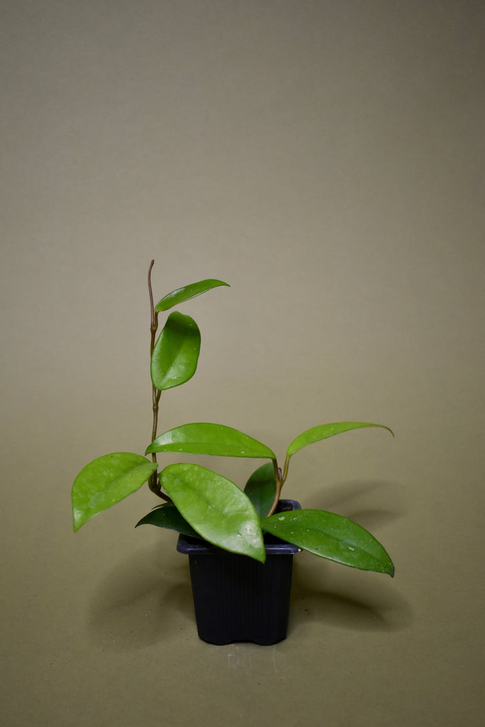 Hoya Carnosa 'Jade' – The Fernseed