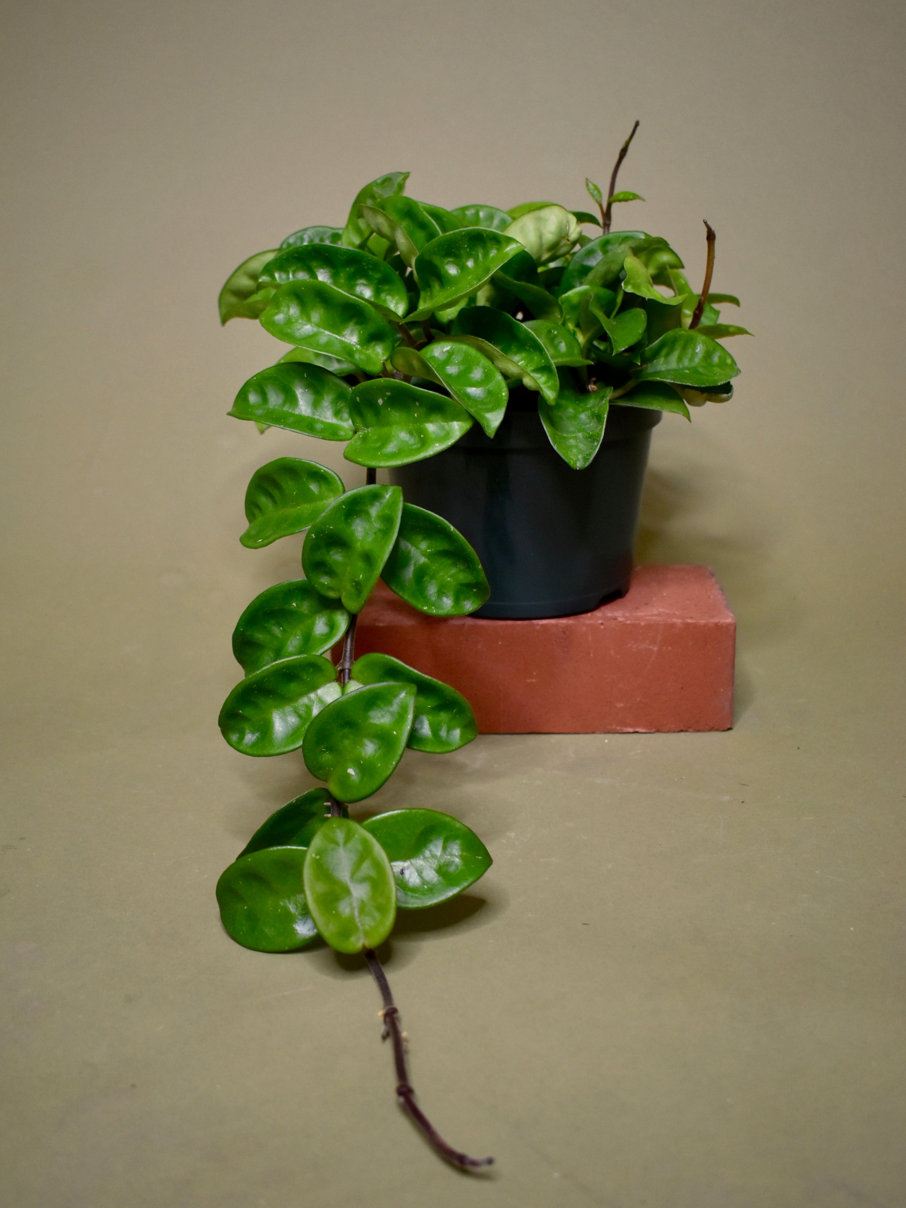 Hoya Assorted | Buy Online | Ship in the U.S. | The Fernseed