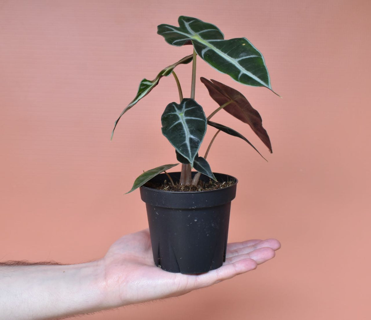 Hand holding Alocasia Amazonica 'Polly' in plastic grow pot in front of pink background.