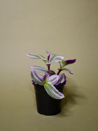 Tradescantia Nanouk