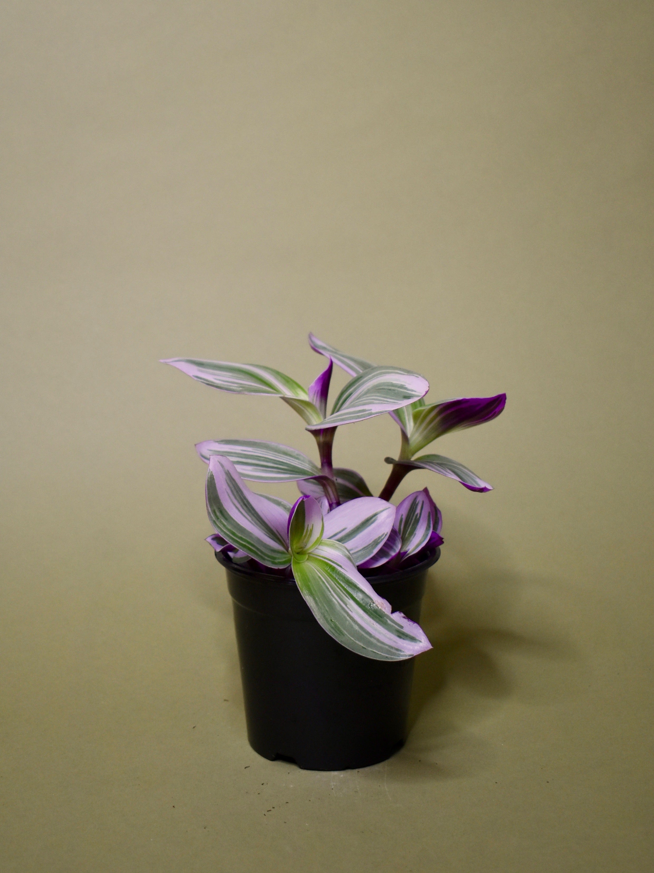 Tradescantia Nanouk