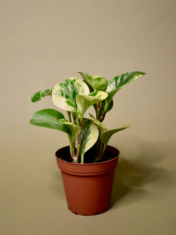 Peperomia Obtusifolia 'Marble'