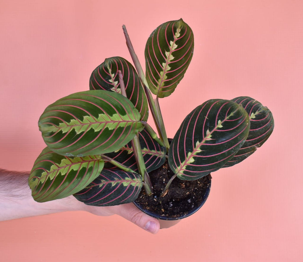red veined prayer plant Maranta Red – Fernseed