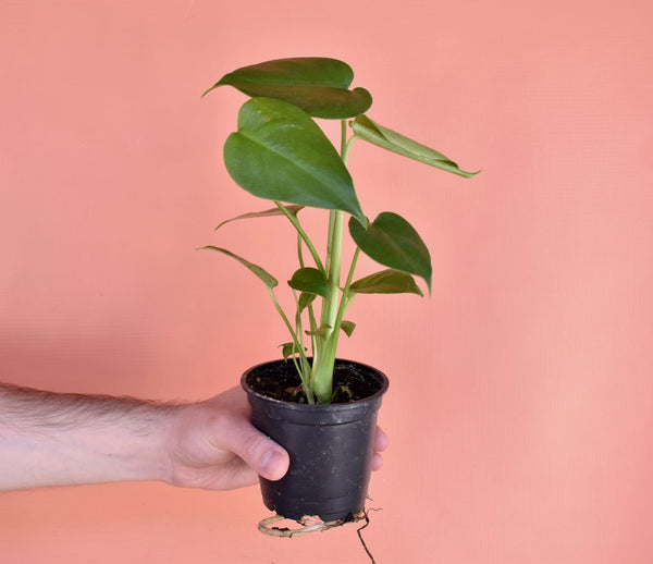 4'' Monstera Deliciosa