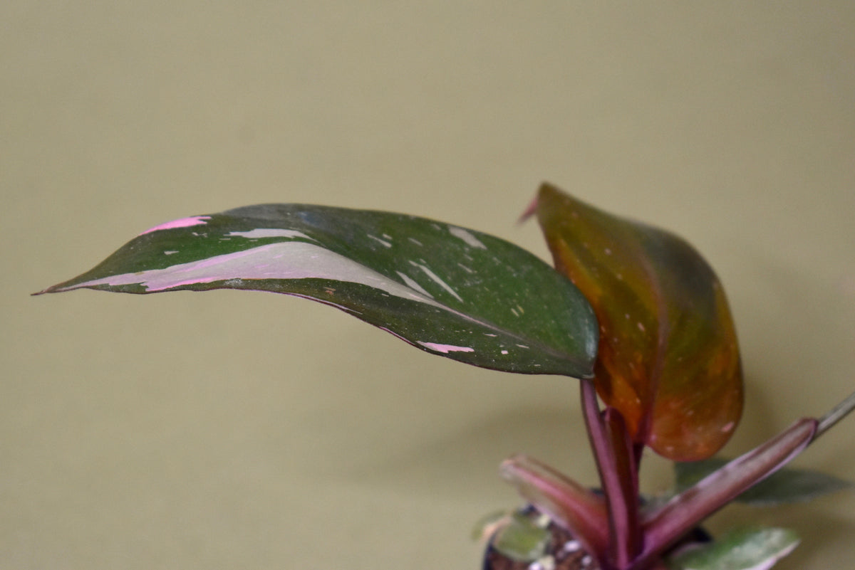 Philodendron Pink Princess