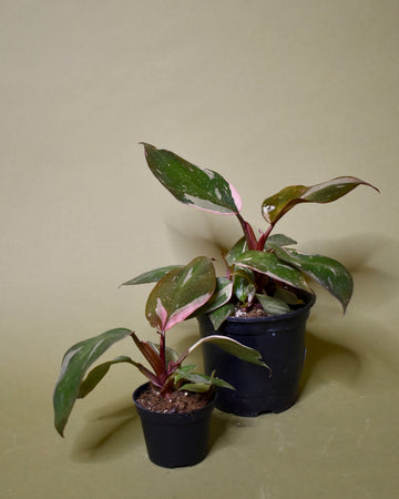 Philodendron Pink Princess