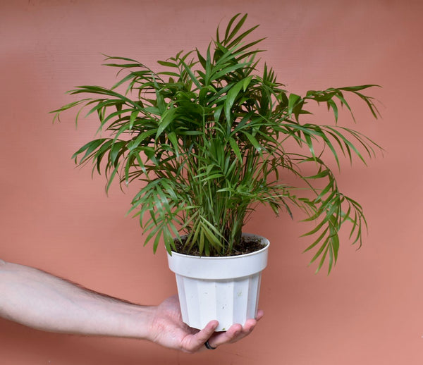 Neanthe Bella Palm / Parlor Palm | Info + Care Tips