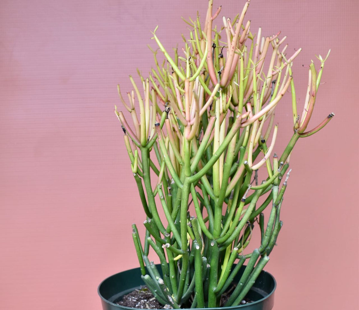 Euphorbia Firesticks