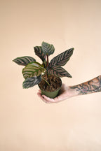 Plant Subscription