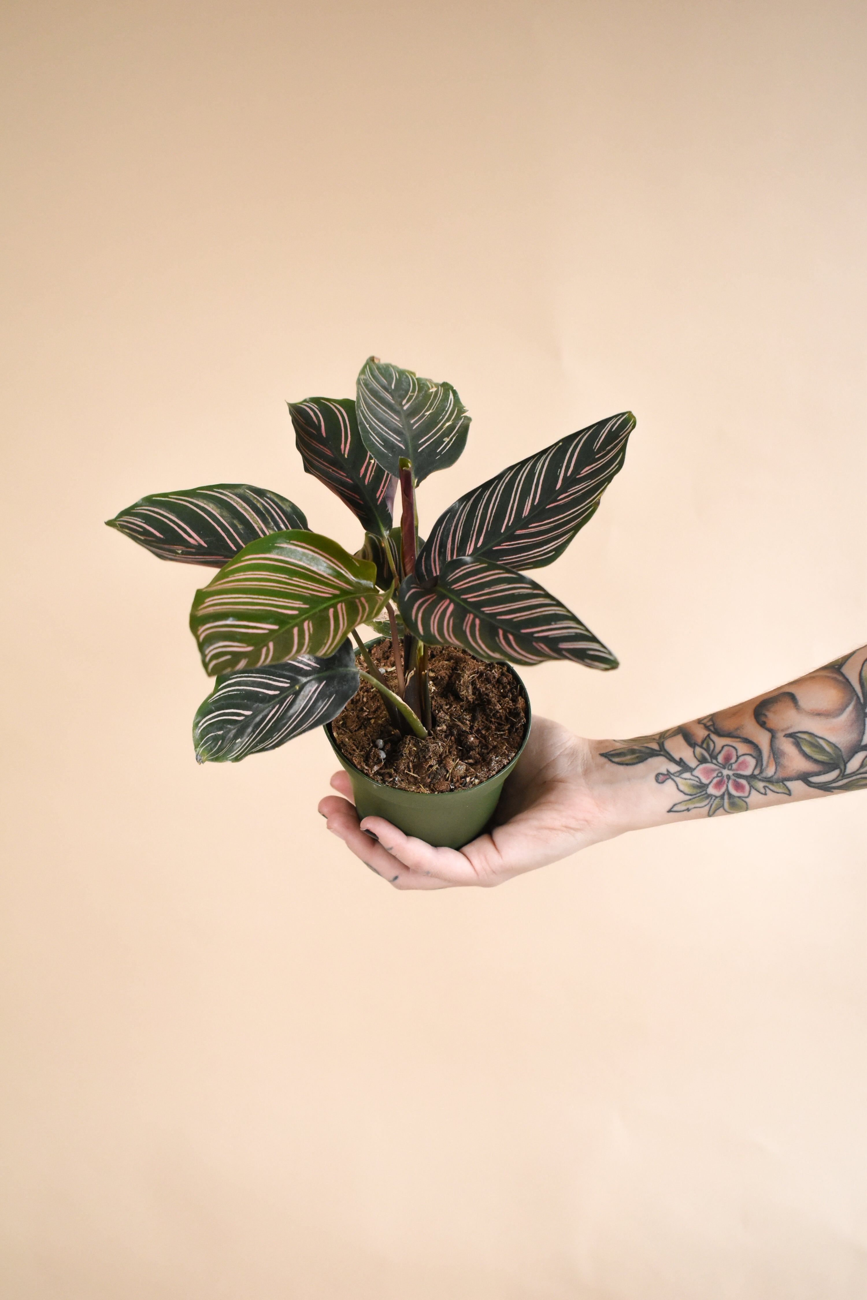 Calathea Ornata