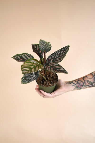 Calathea ornata 4in