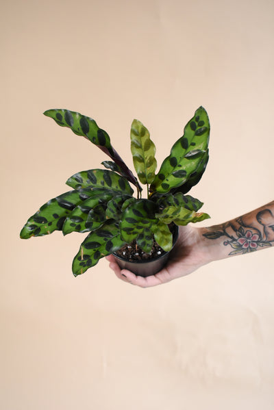 Calathea Lancifolia / Rattlesnake Plant