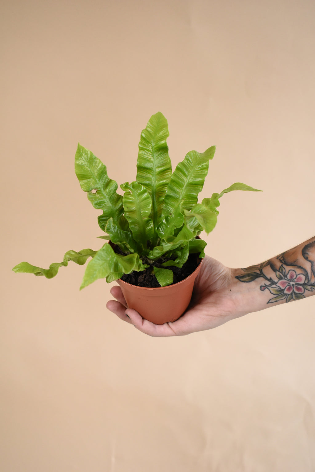 Plant Subscription