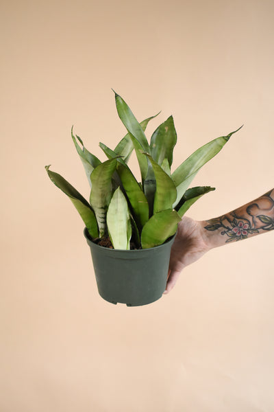 Sansevieria Moonshine
