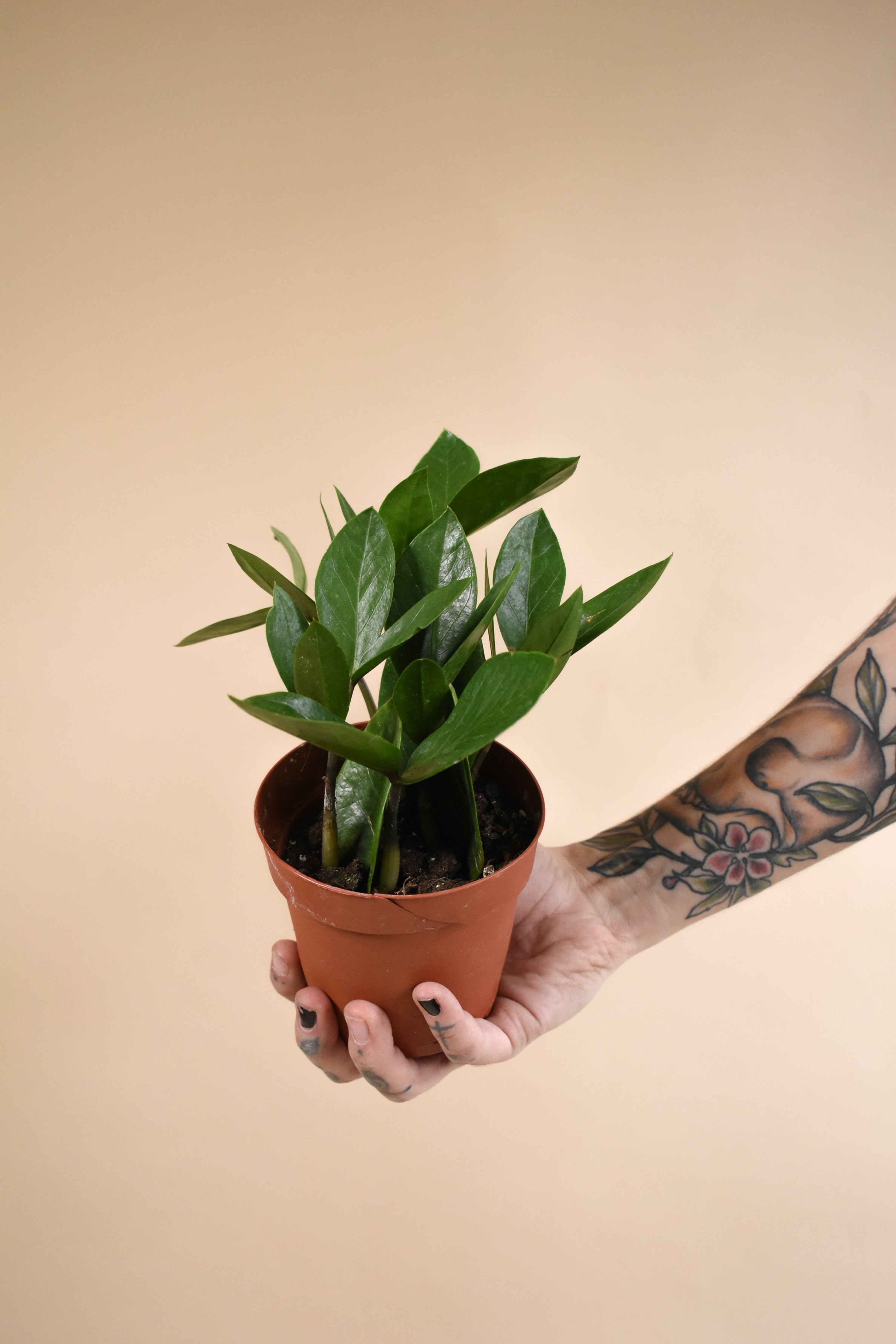 ZZ Plant
