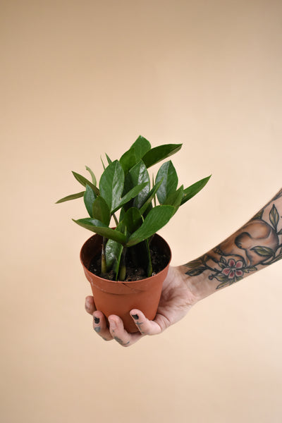 ZZ Plant | Information + Care Tips | The Fernseed