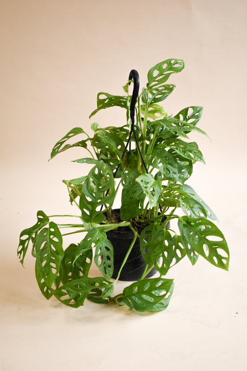 planta monstera adansonii Monstera Adansonii