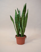 Sansevieria Zeylanica