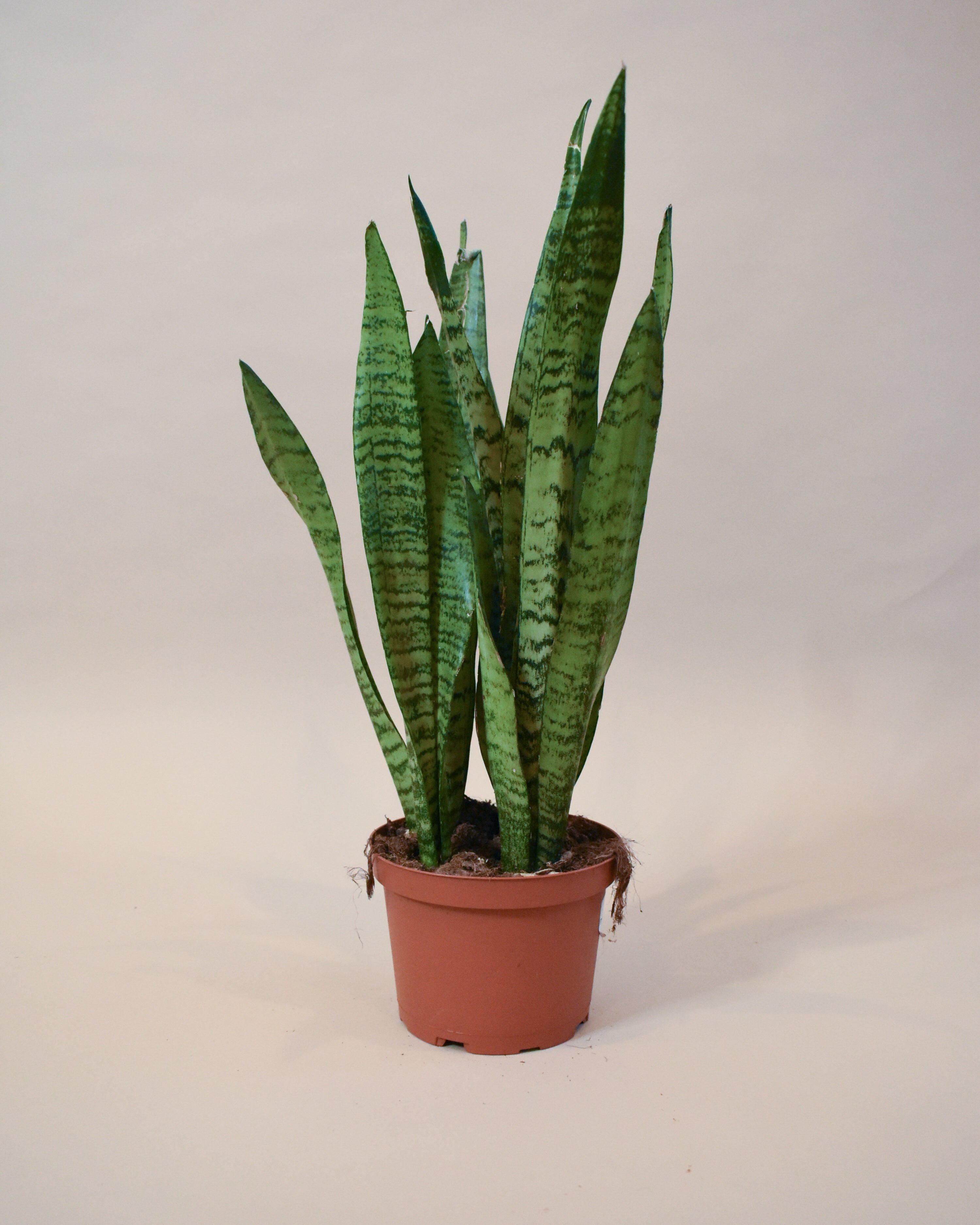 Sansevieria Zeylanica