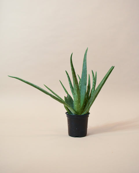 aloe vera plante Aloe Vera | Information + Care Tips
