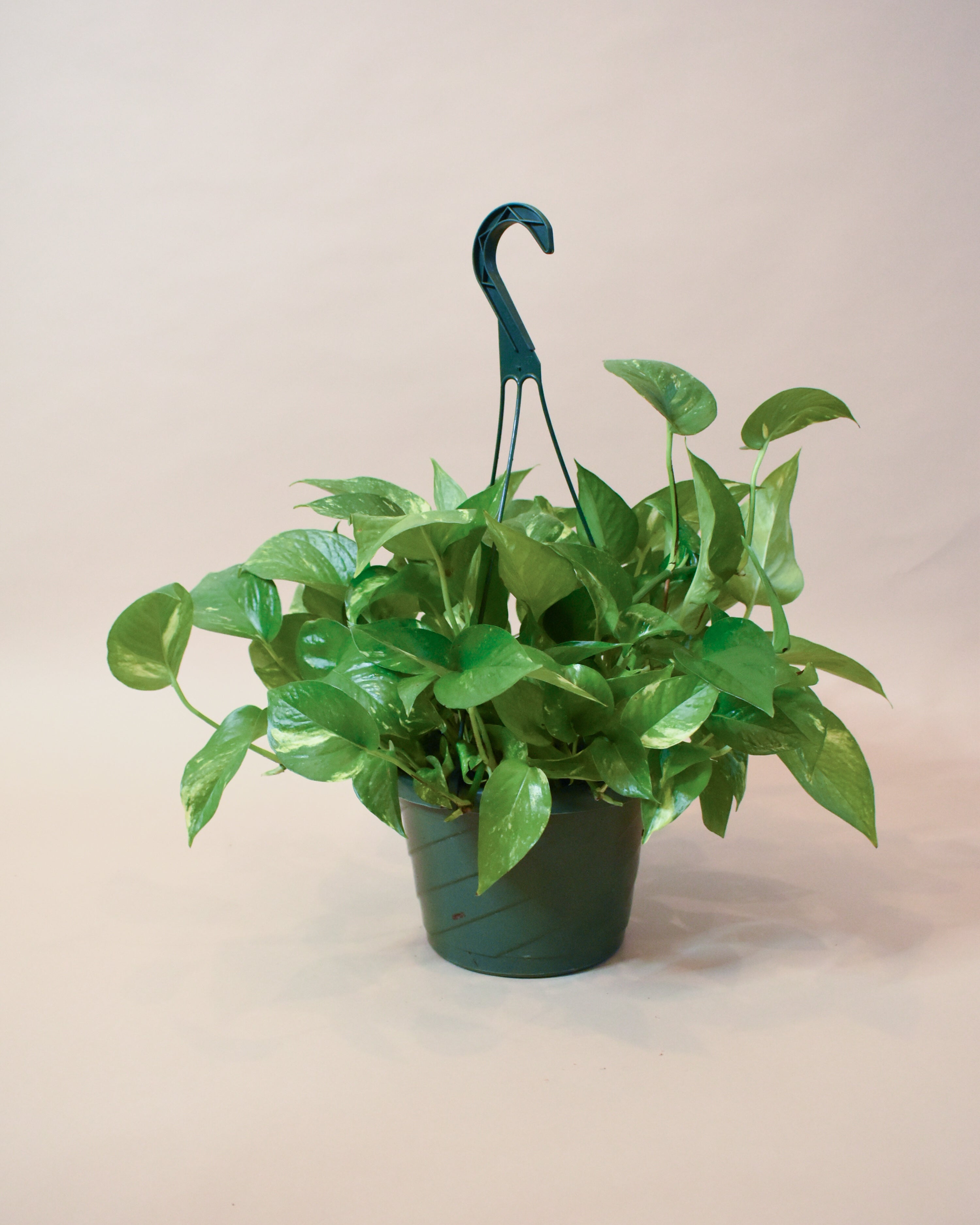 Golden Pothos