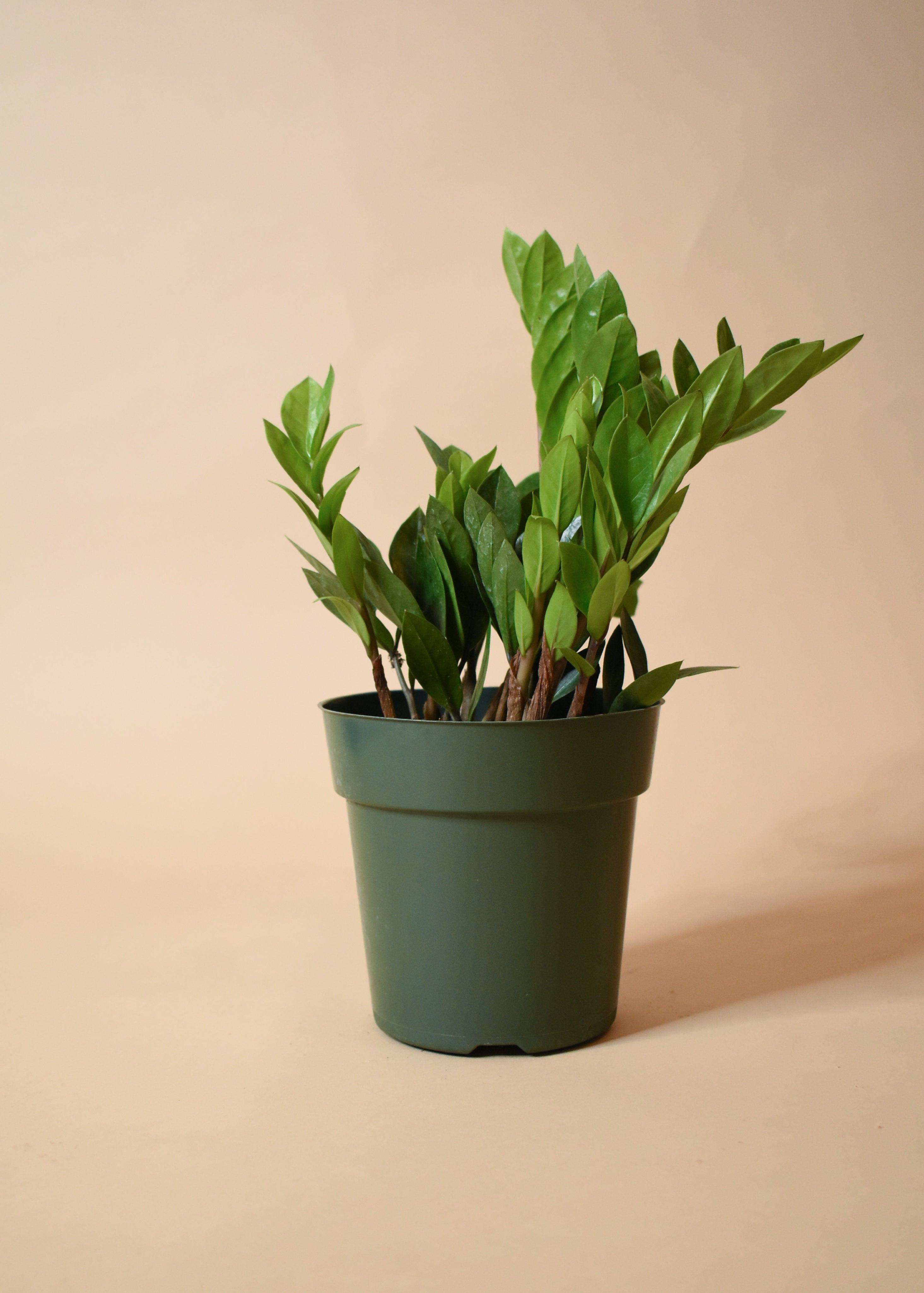 ZZ Plant