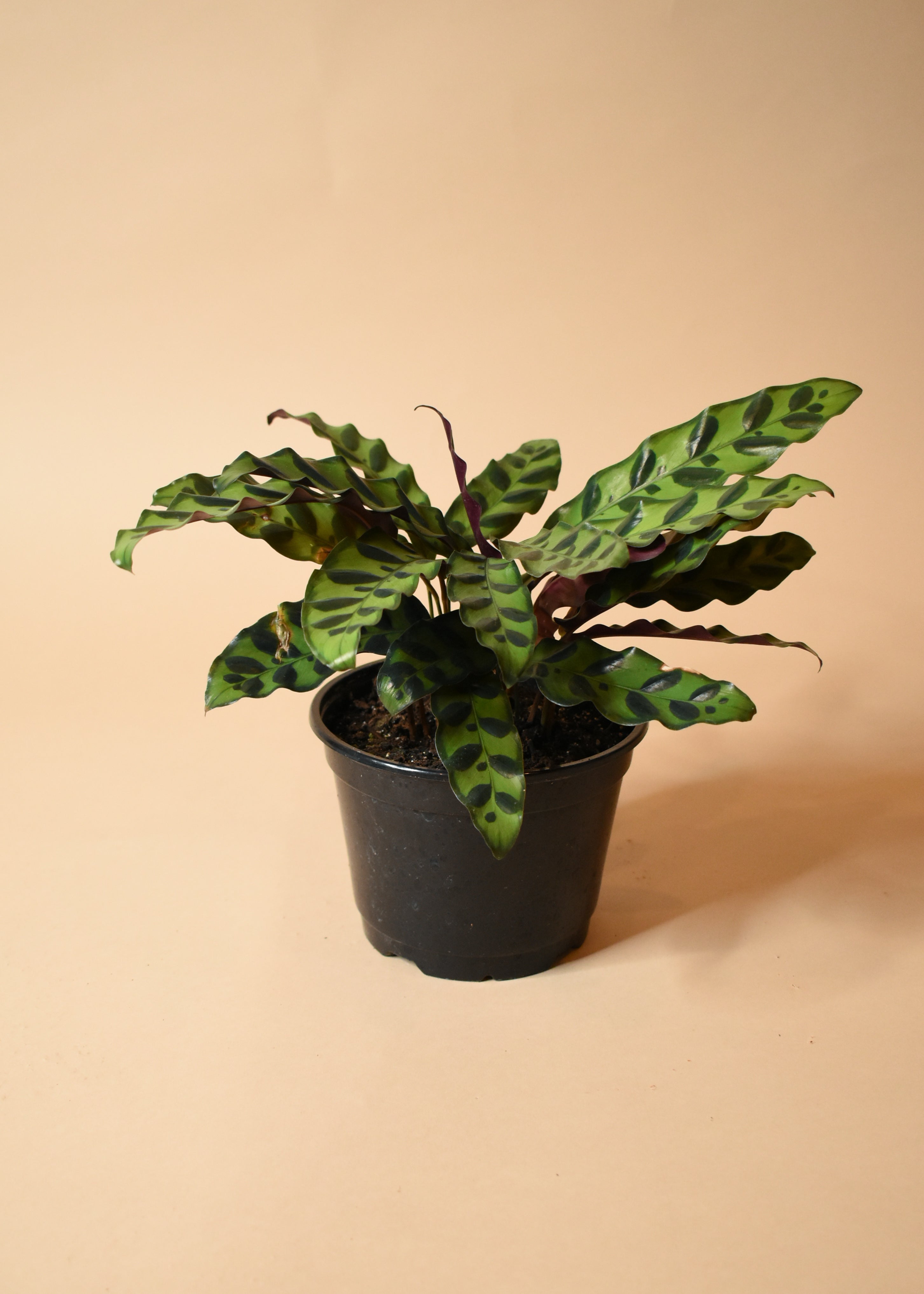 Calathea Lancifolia