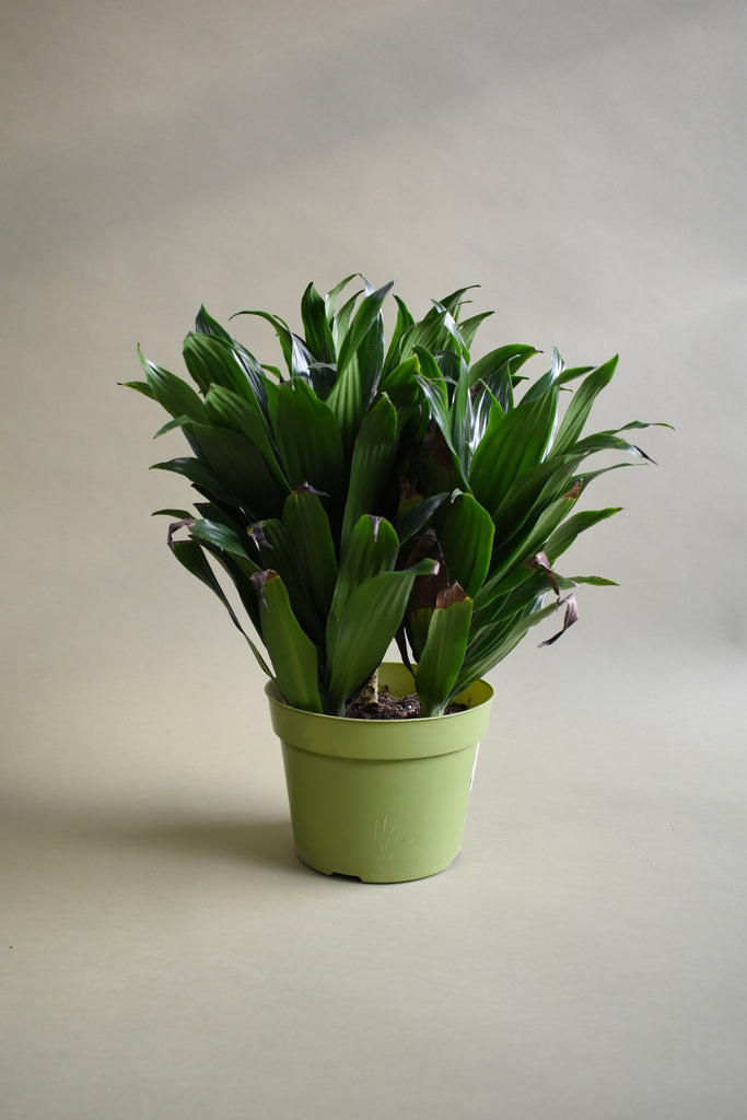 Dracaena JC Compacta | Information + Care Tips | The Fernseed