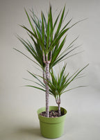 Dracaena Marginata